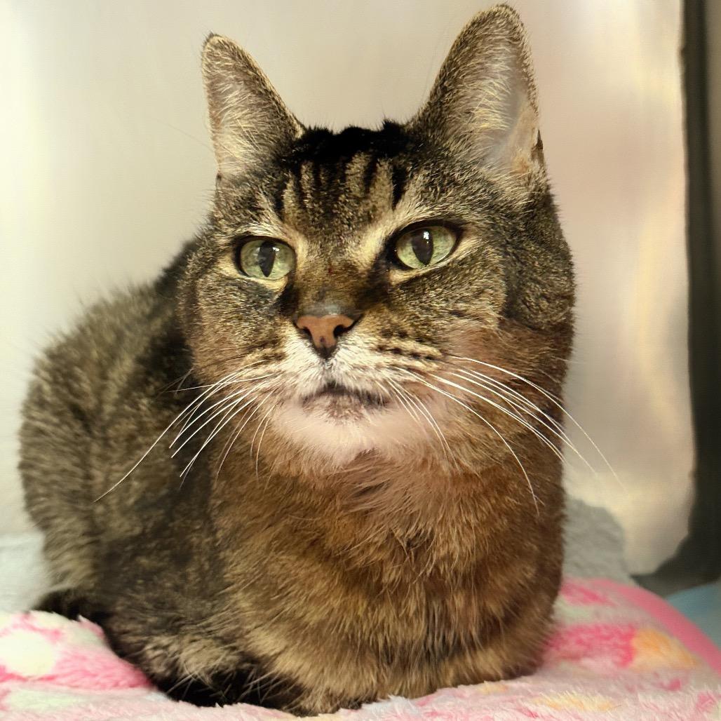 Portia, a Adoptable Domestic Short Hair in Conshohocken, PA image 2/4