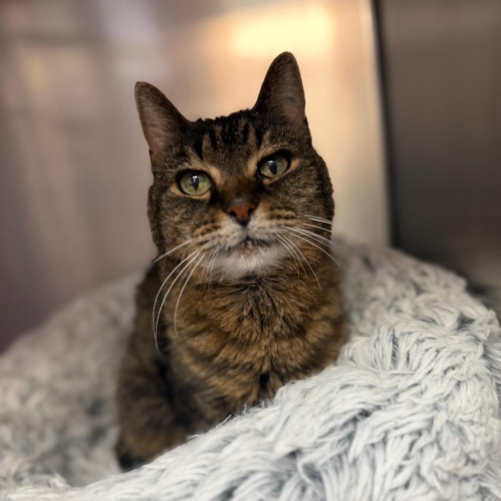 Enlarge Portia, a Adoptable Domestic Short Hair in Conshohocken, PA image 2/3