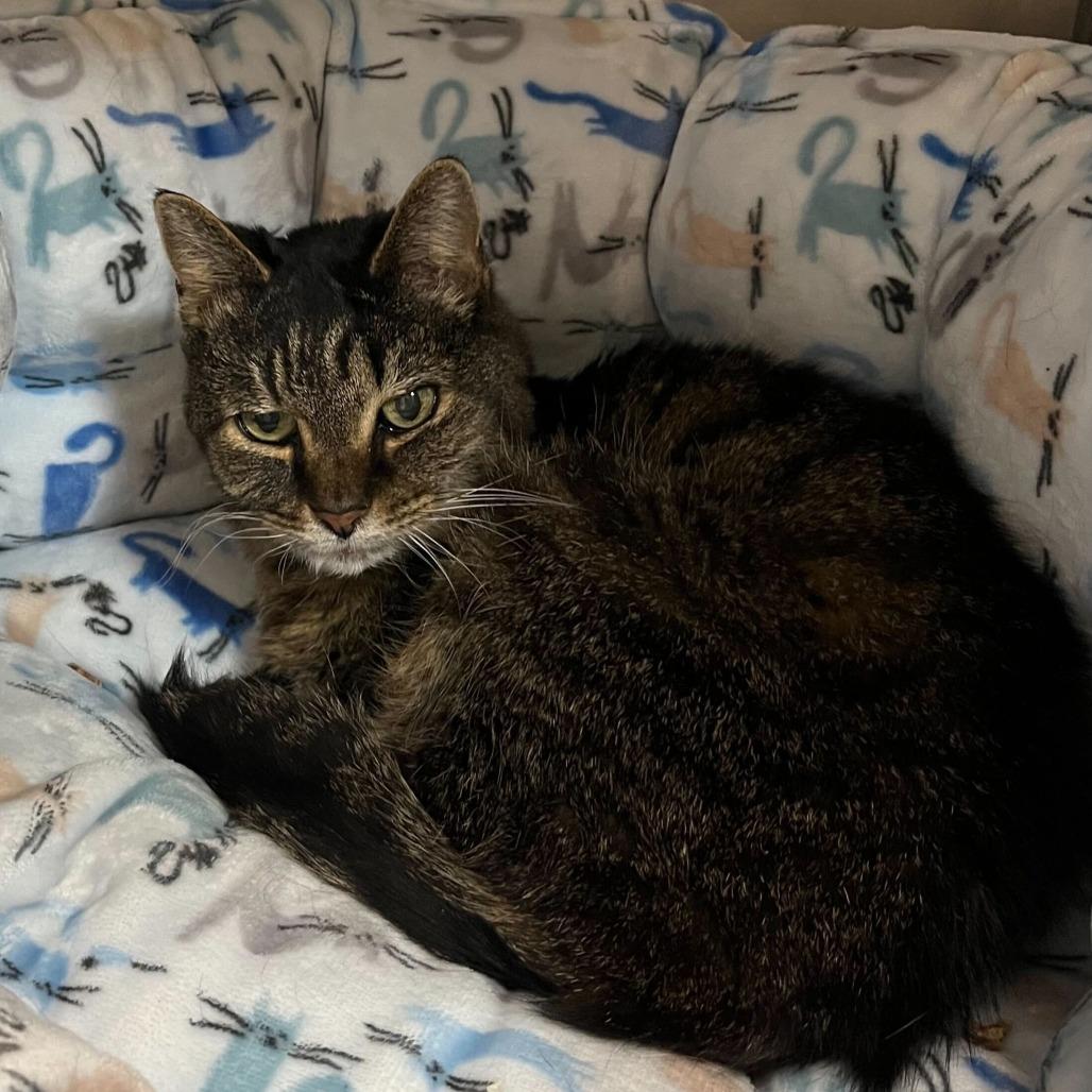 Enlarge Portia, a Adoptable Domestic Short Hair in Conshohocken, PA image 3/3