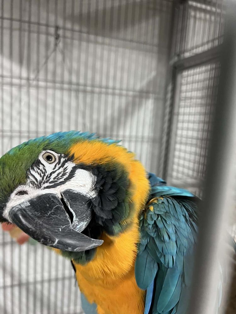Bruce, Adopted, Adult Male Macaw.