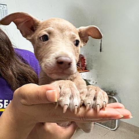 Greg, Adoptable, Puppy Male Shepherd.