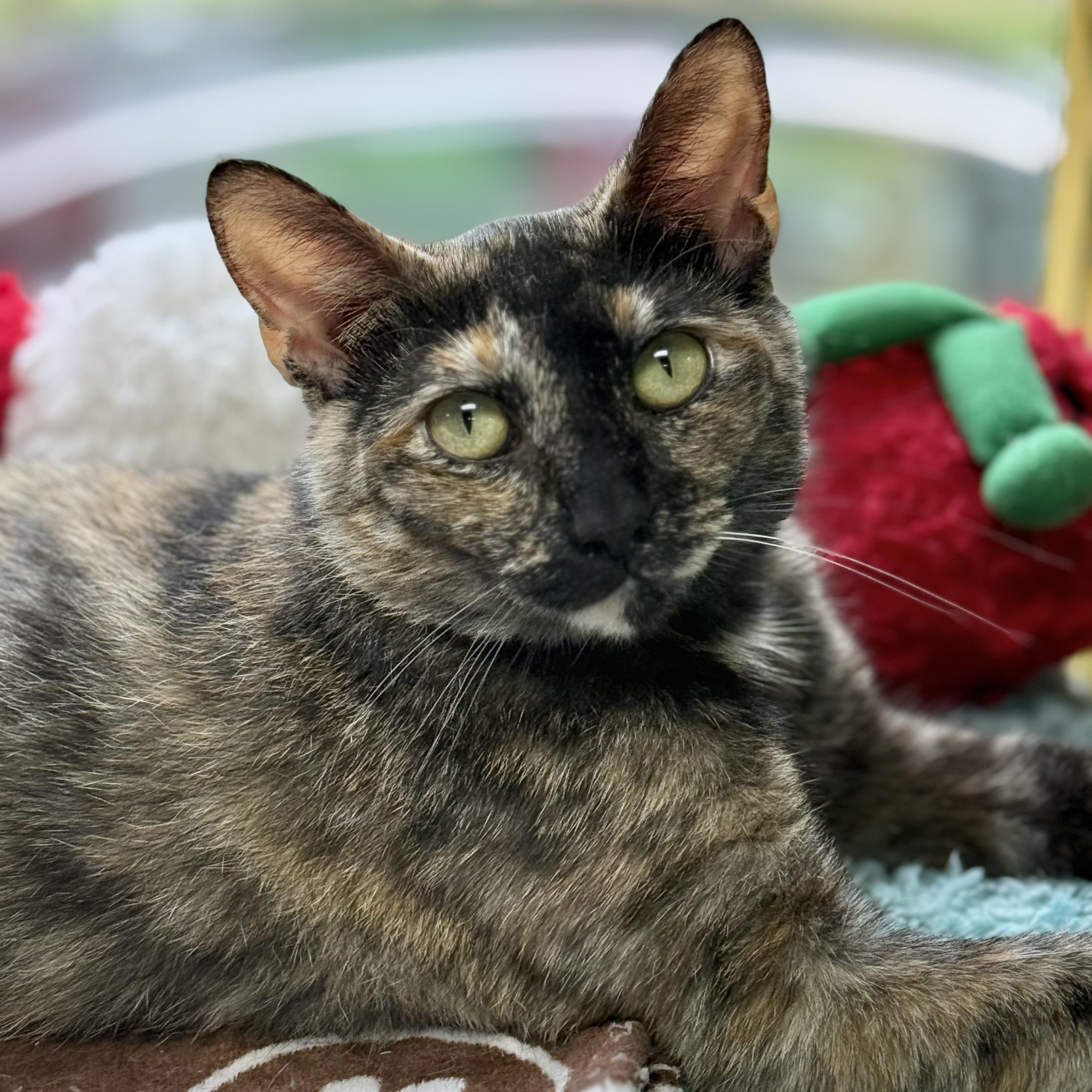 Enlarge Truffles, a Adoptable Tortoiseshell in Collierville, TN image 5/6