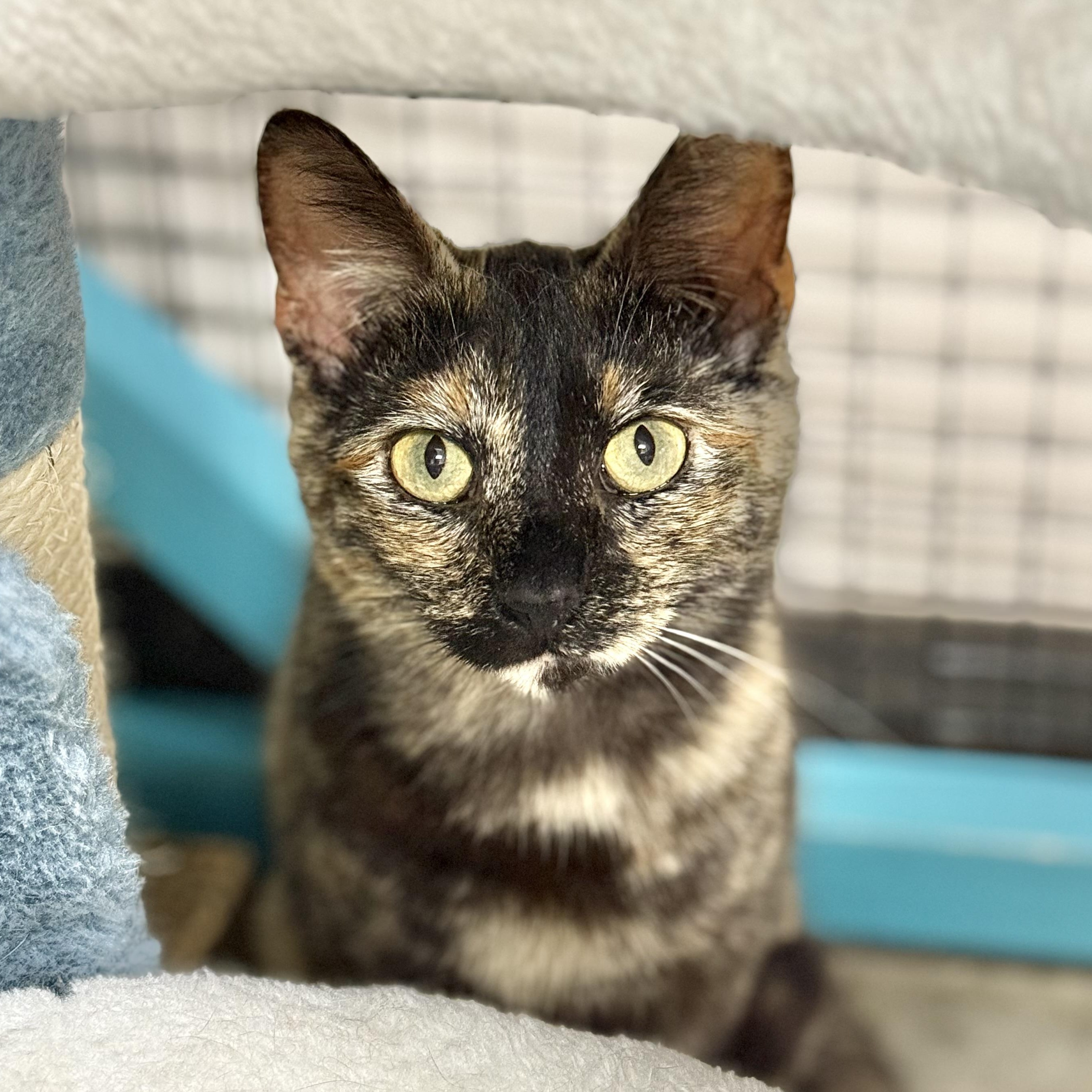 Enlarge Truffles, a Adoptable Tortoiseshell in Collierville, TN image 2/6
