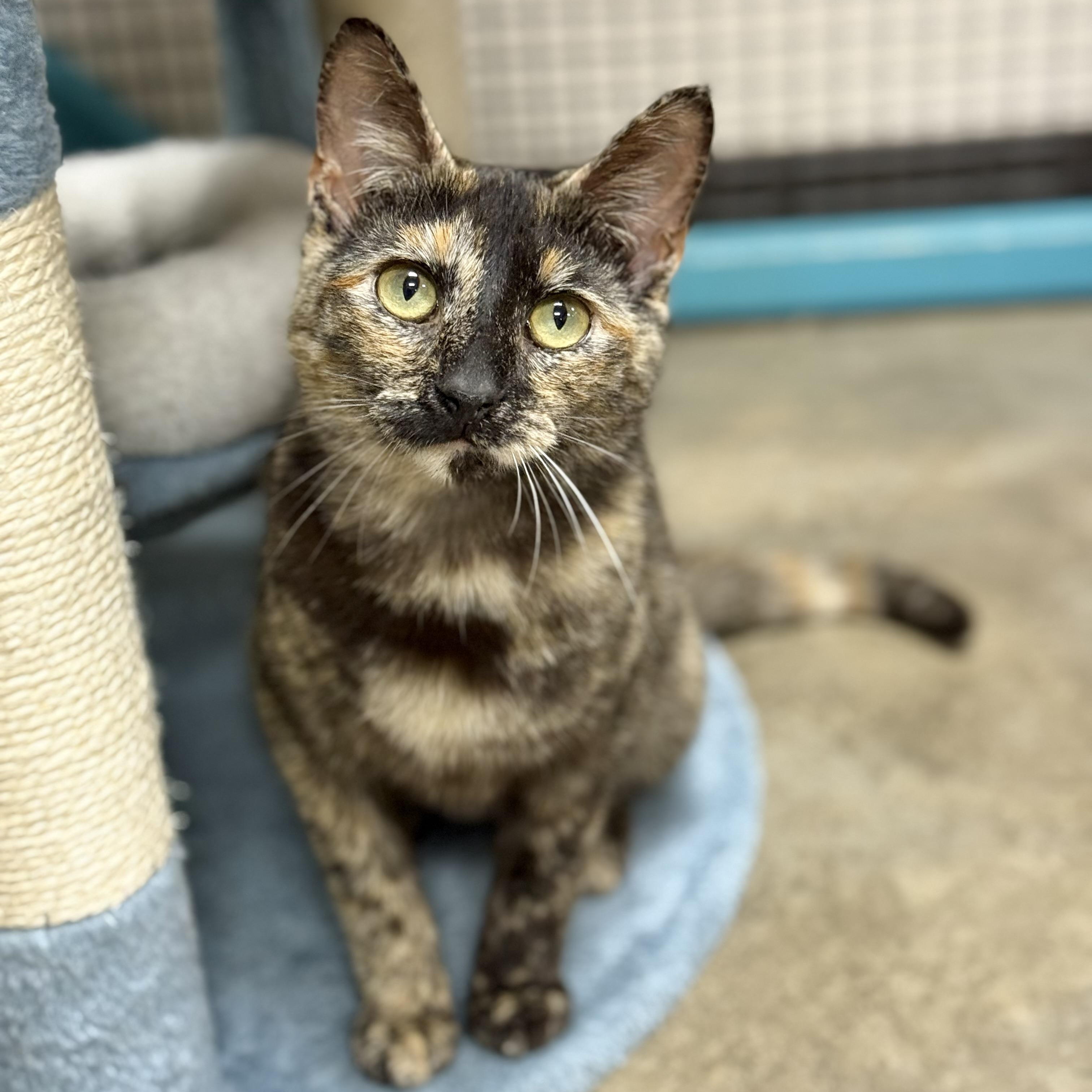 Enlarge Truffles, a Adoptable Tortoiseshell in Collierville, TN image 6/6