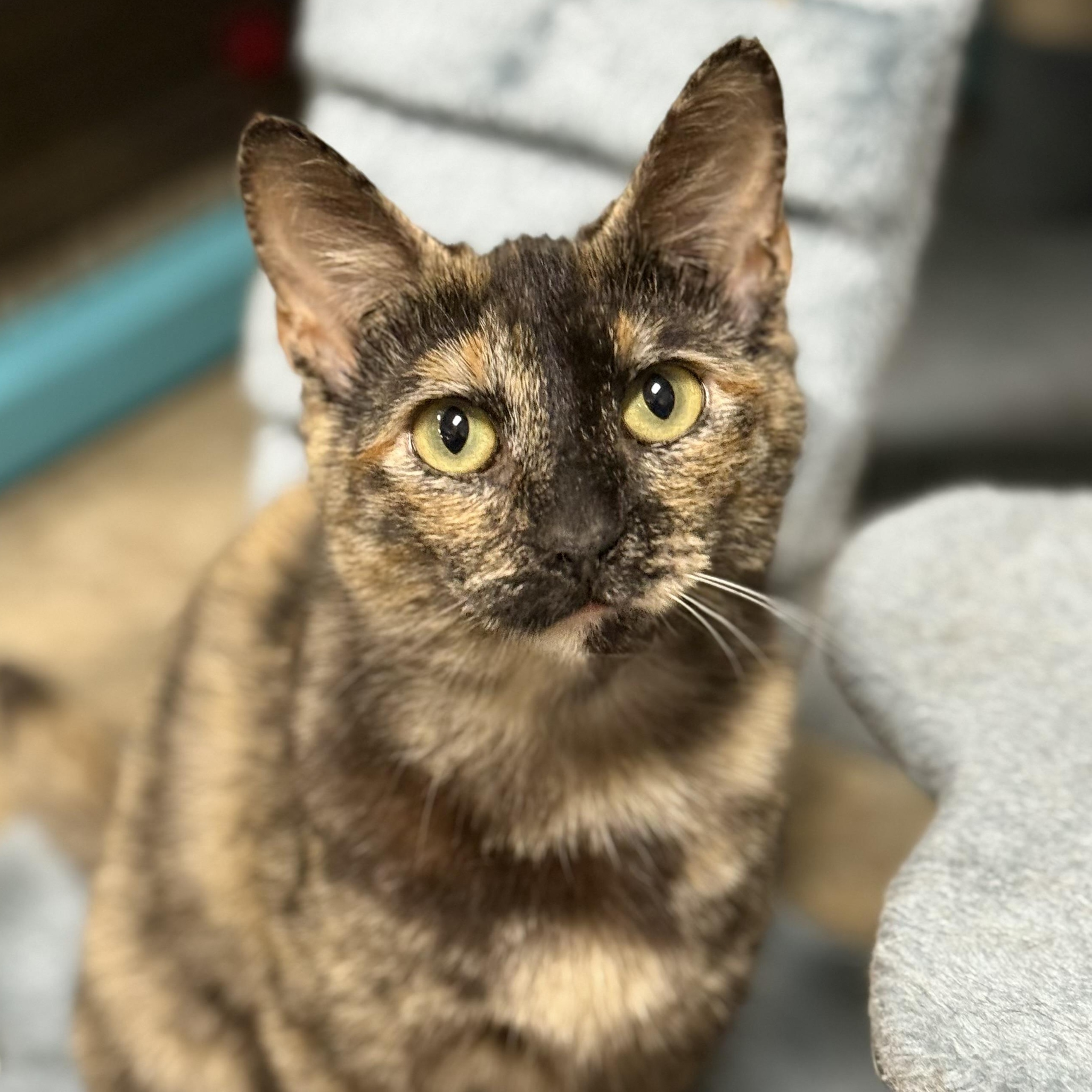 Enlarge Truffles, a Adoptable Tortoiseshell in Collierville, TN image 1/6