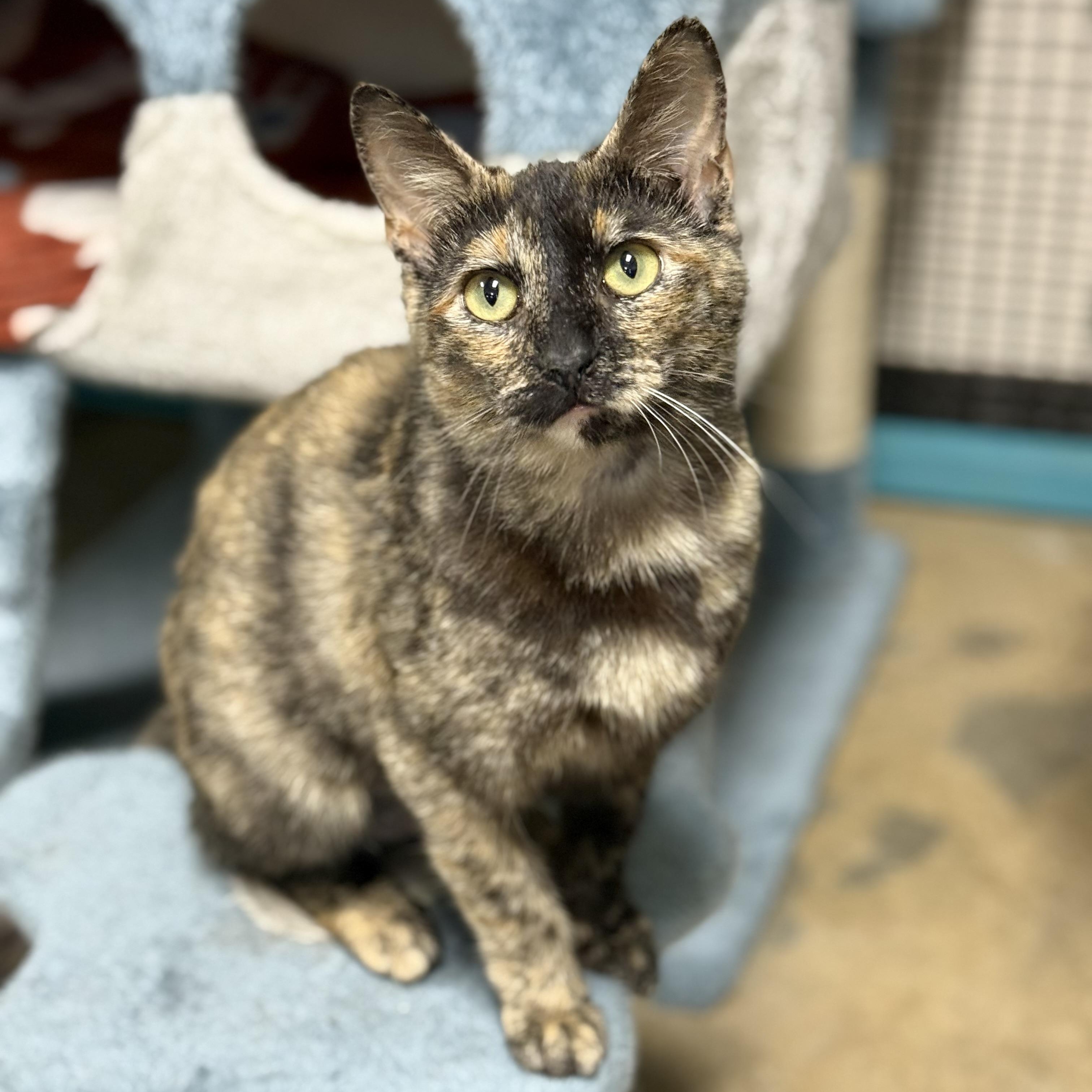 Enlarge Truffles, a Adoptable Tortoiseshell in Collierville, TN image 5/6
