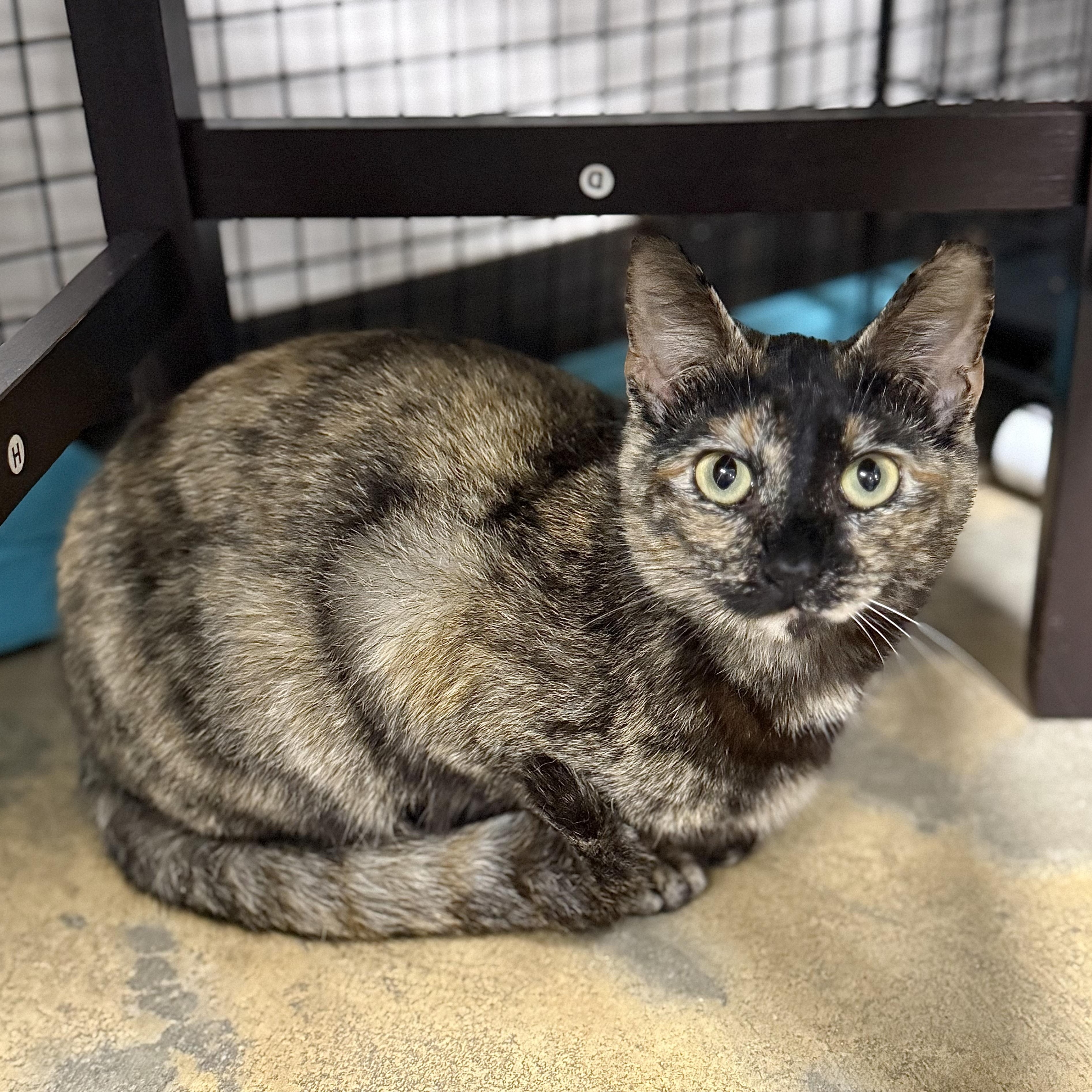 Enlarge Truffles, a Adoptable Tortoiseshell in Collierville, TN image 3/6