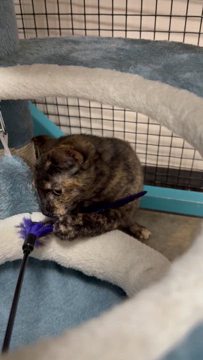 Enlarge Truffles, a Adoptable Tortoiseshell in Collierville, TN video 4/6