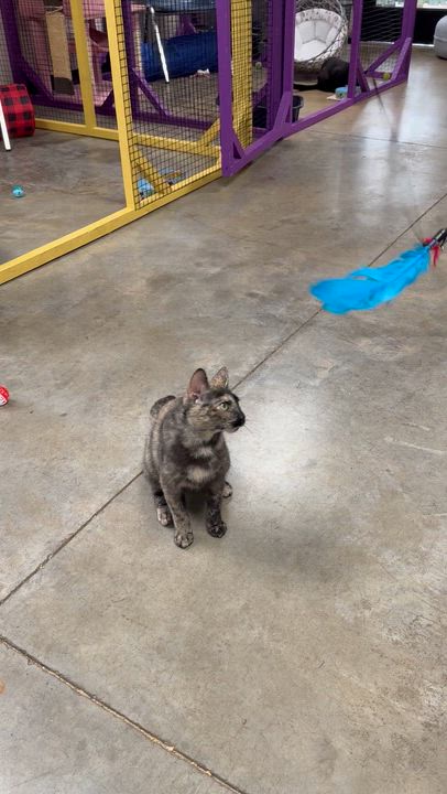 Enlarge Truffles, a Adoptable Tortoiseshell in Collierville, TN video 6/6