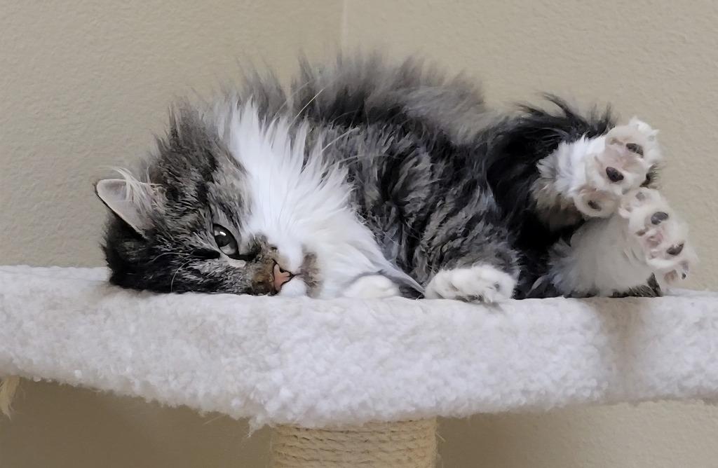 Enlarge Daffodil (aka "Daffy"), a Adoptable mixed breed in Heber City, UT image 1/5