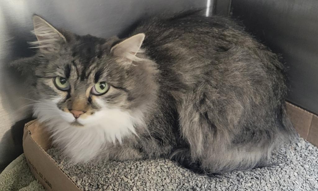 Enlarge Daffodil (aka "Daffy"), a Adoptable mixed breed in Heber City, UT image 2/5