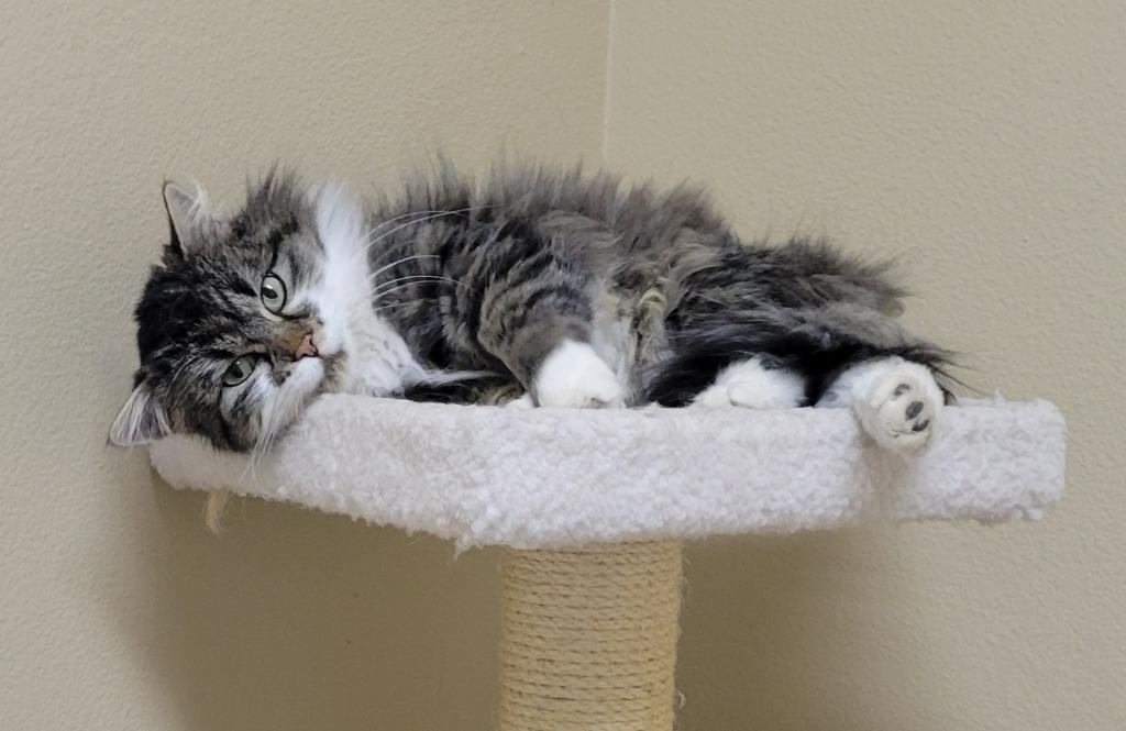 Enlarge Daffodil (aka "Daffy"), a Adoptable mixed breed in Heber City, UT image 3/5