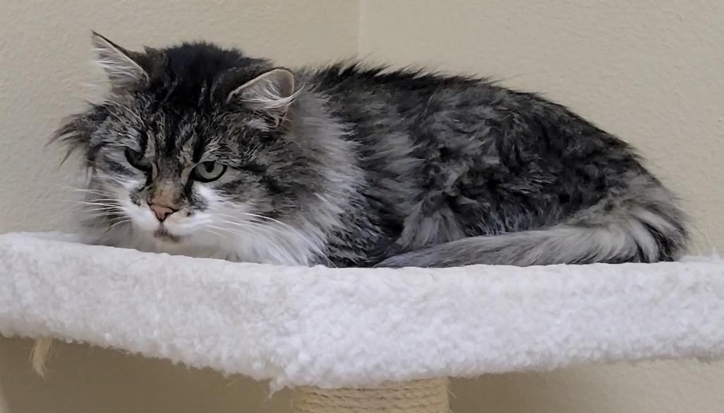 Enlarge Daffodil (aka "Daffy"), a Adoptable mixed breed in Heber City, UT image 4/5