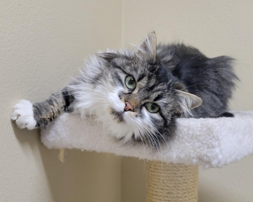 Enlarge Daffodil (aka "Daffy"), a Adoptable mixed breed in Heber City, UT image 5/5