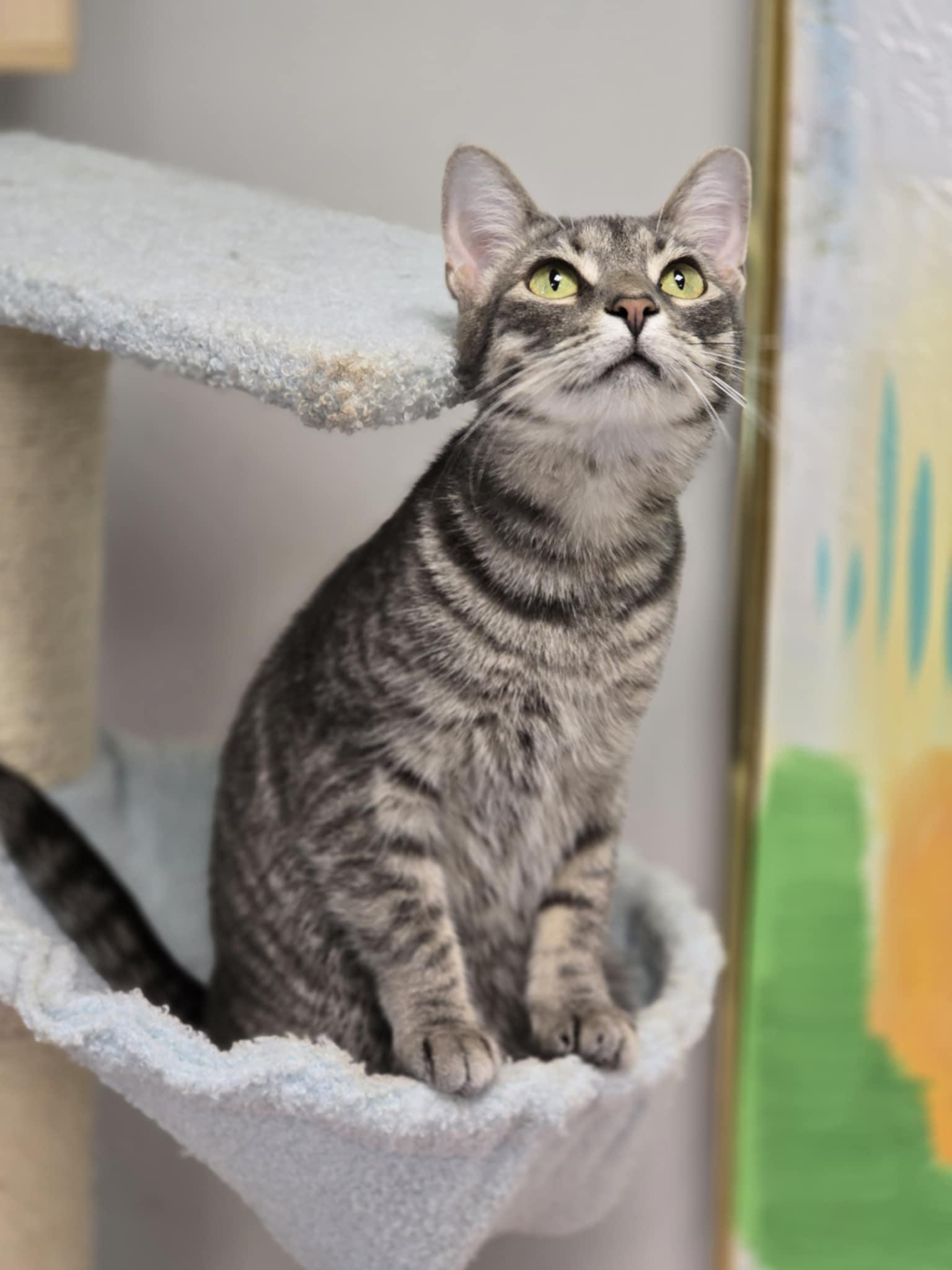 Enlarge Mochi, a Adoptable Domestic Short Hair in Effingham, IL image 1/1