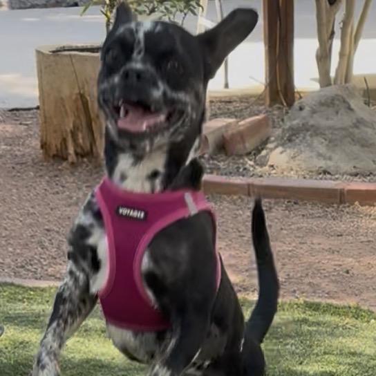 Enlarge Harley, a Adoptable mixed breed in Las Vegas, NV image 1/3