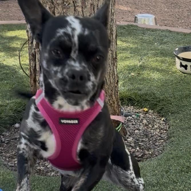 Enlarge Harley, a Adoptable mixed breed in Las Vegas, NV image 2/3