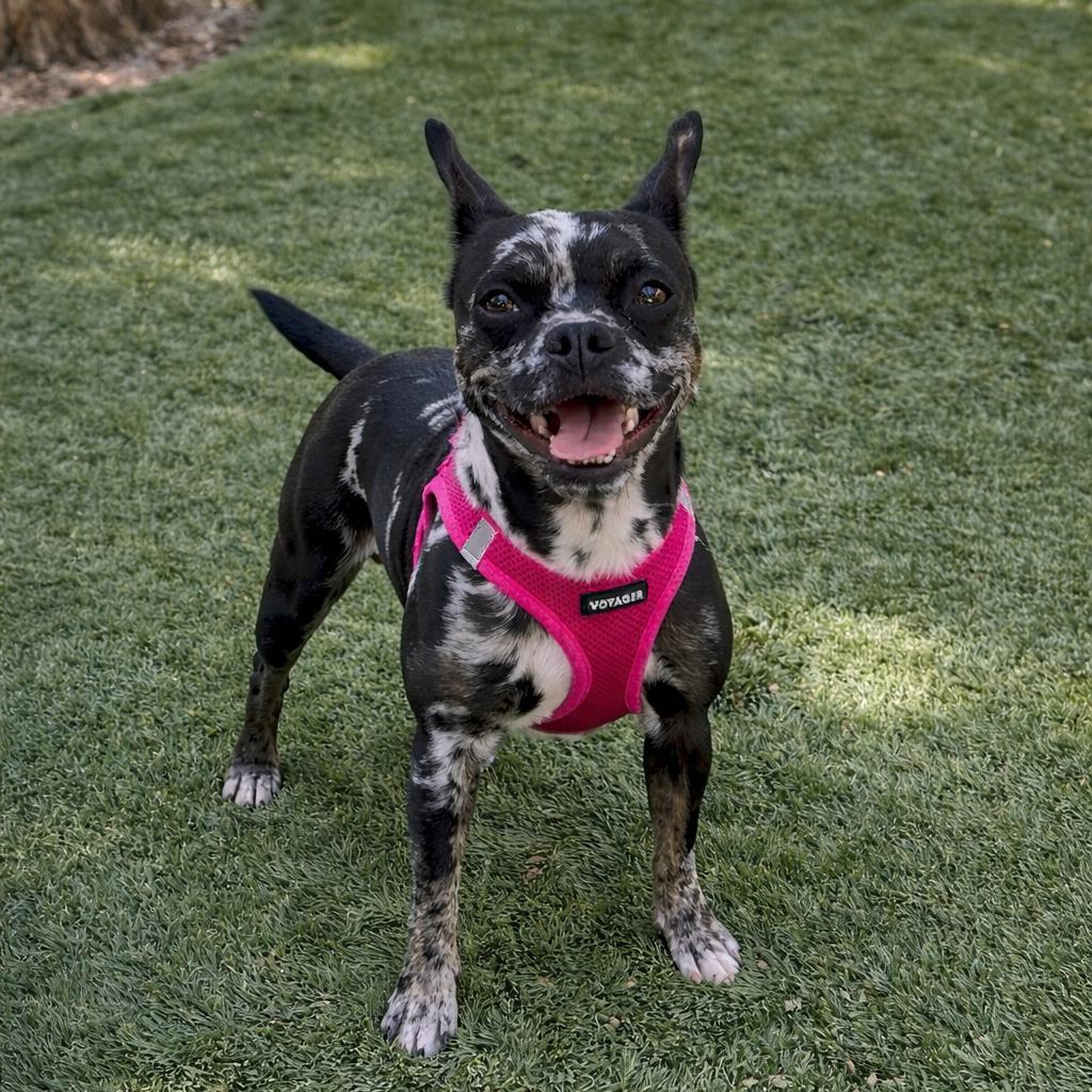 Enlarge Harley, a Adoptable mixed breed in Las Vegas, NV image 3/3