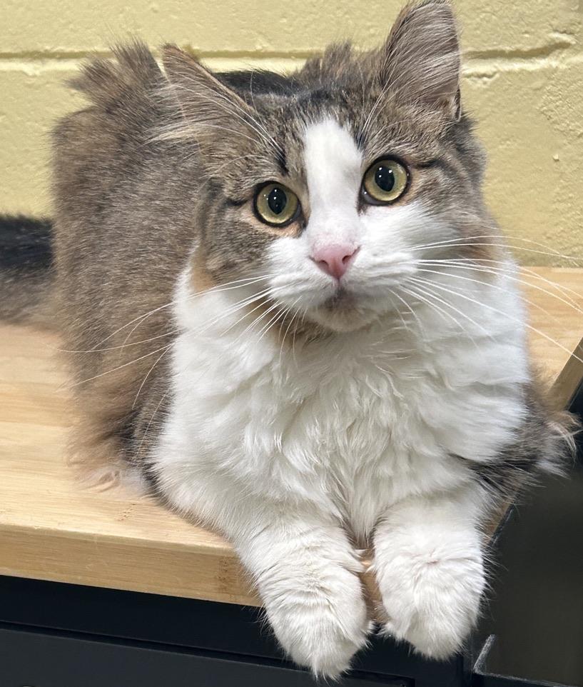 Furby, ADOPTABLE, Young Female Domestic Medium Hair.