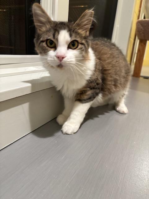 Enlarge Furby, a ADOPTABLE Domestic Medium Hair in Kinnelon, NJ image 2/5