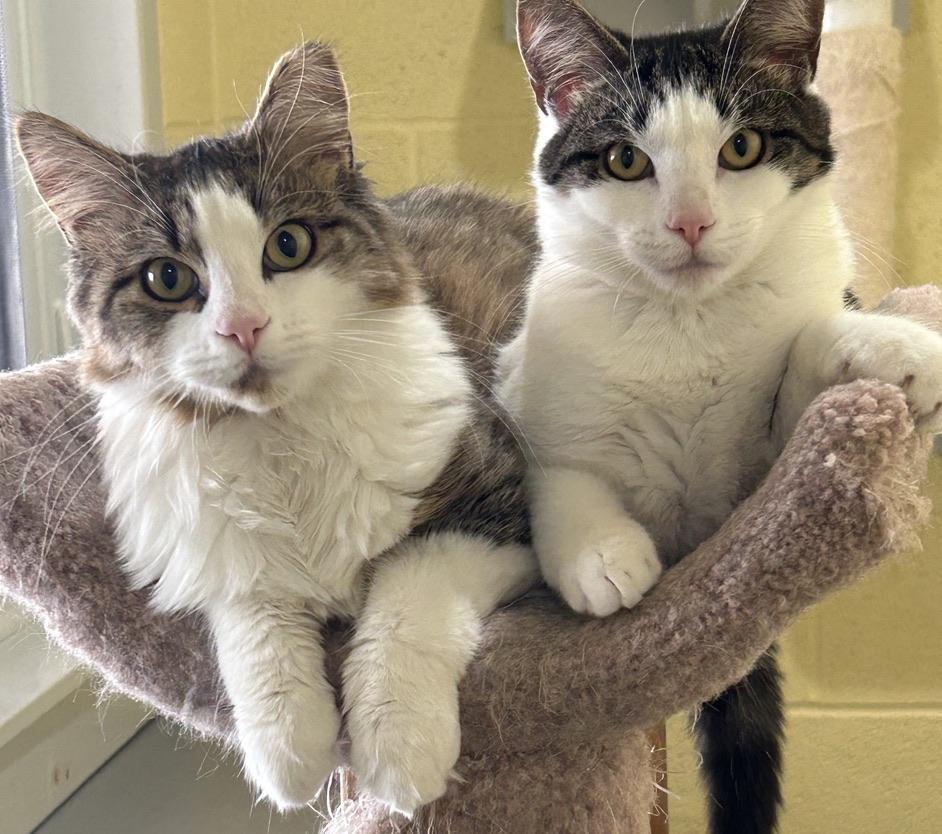 Enlarge Furby, a ADOPTABLE Domestic Medium Hair in Kinnelon, NJ image 3/5