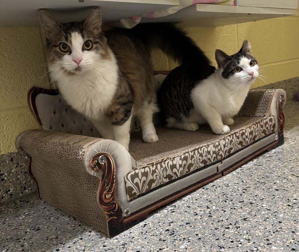 Enlarge Furby, a ADOPTABLE Domestic Medium Hair in Kinnelon, NJ image 4/5