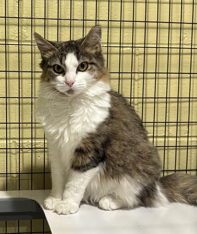 Furby, ADOPTABLE, Young Female Domestic Medium Hair.