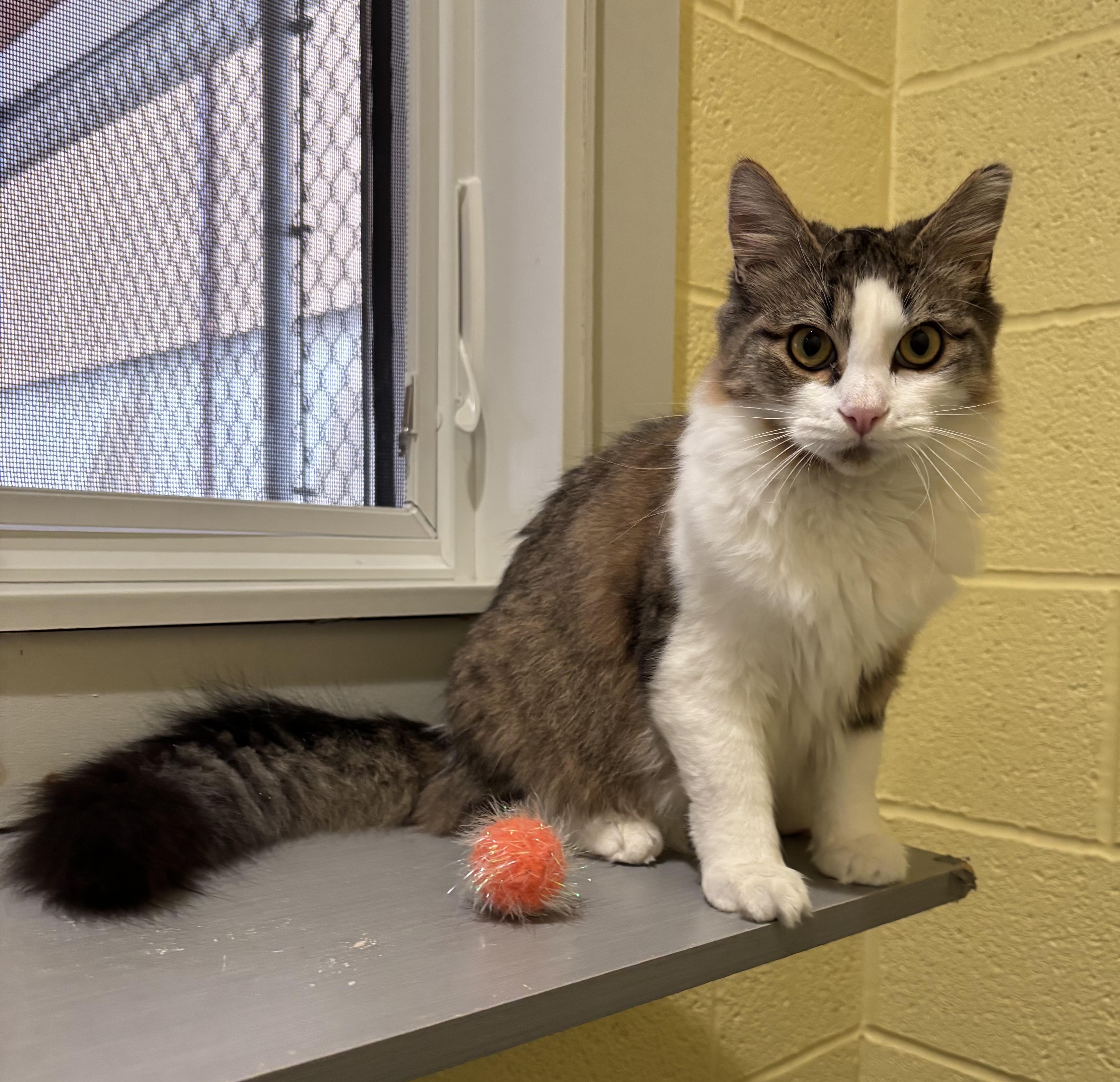 Enlarge Furby, a ADOPTABLE Domestic Medium Hair in Kinnelon, NJ image 5/5