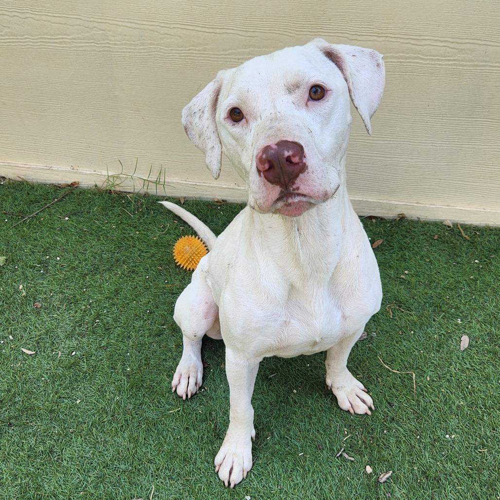 Archer JuM — thumbnail 4