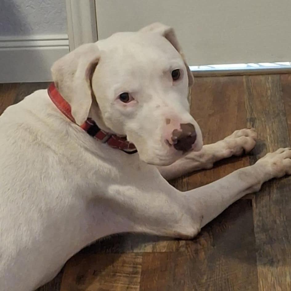 Archer JuM — thumbnail 5