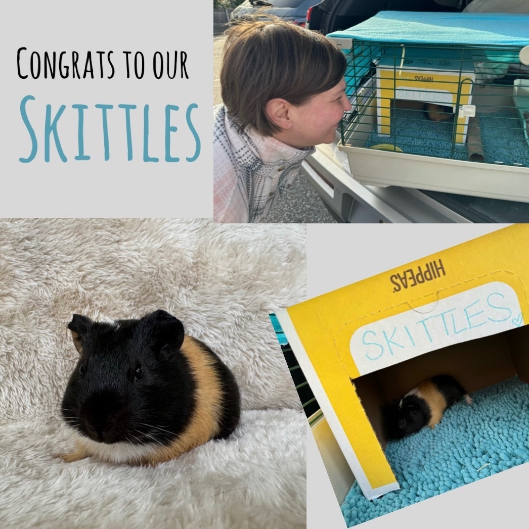Enlarge Skittles, a Adopted Guinea Pig in Waldwick, NJ image 1/3