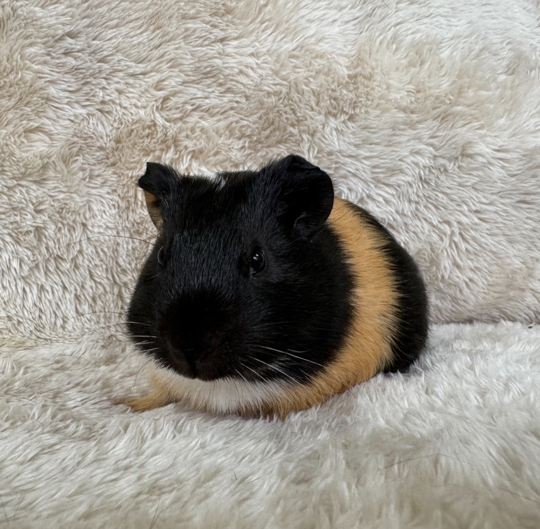 Enlarge Skittles, a Adopted Guinea Pig in Waldwick, NJ image 2/3