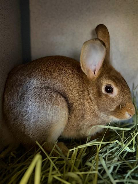 Enlarge JUDY HOPPS, a Adoptable Bunny Rabbit in Agoura, CA image 1/1
