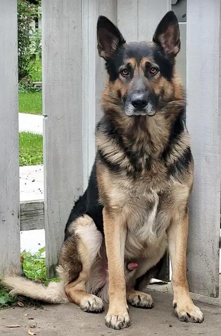 Oakley, Adopted, Adult Male German Shepherd Dog.