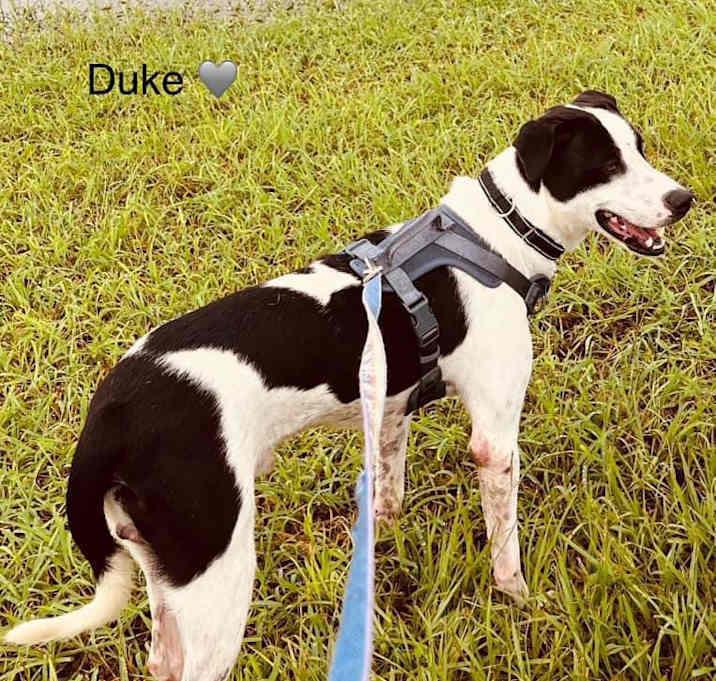 Duke, a Adoptable Great Dane in Inez, TX image 1/2