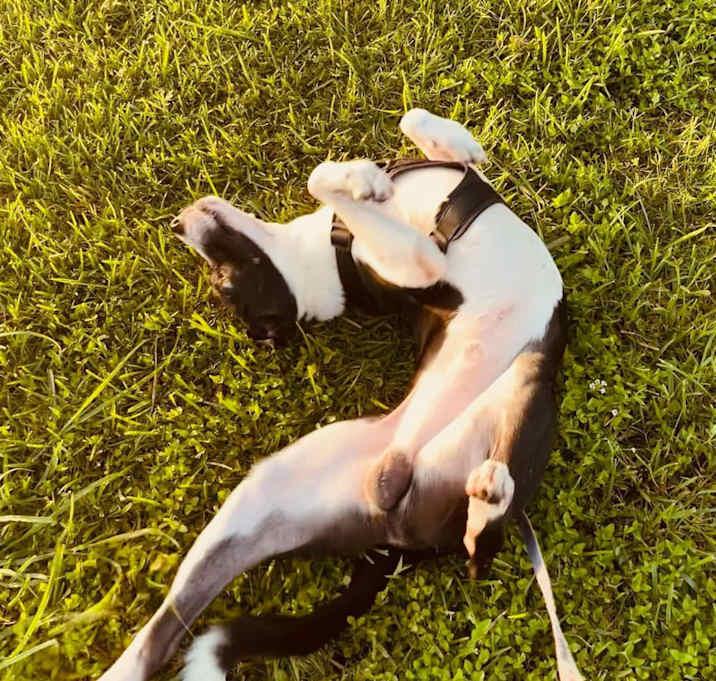 Duke, a Adoptable Great Dane in Inez, TX image 2/2