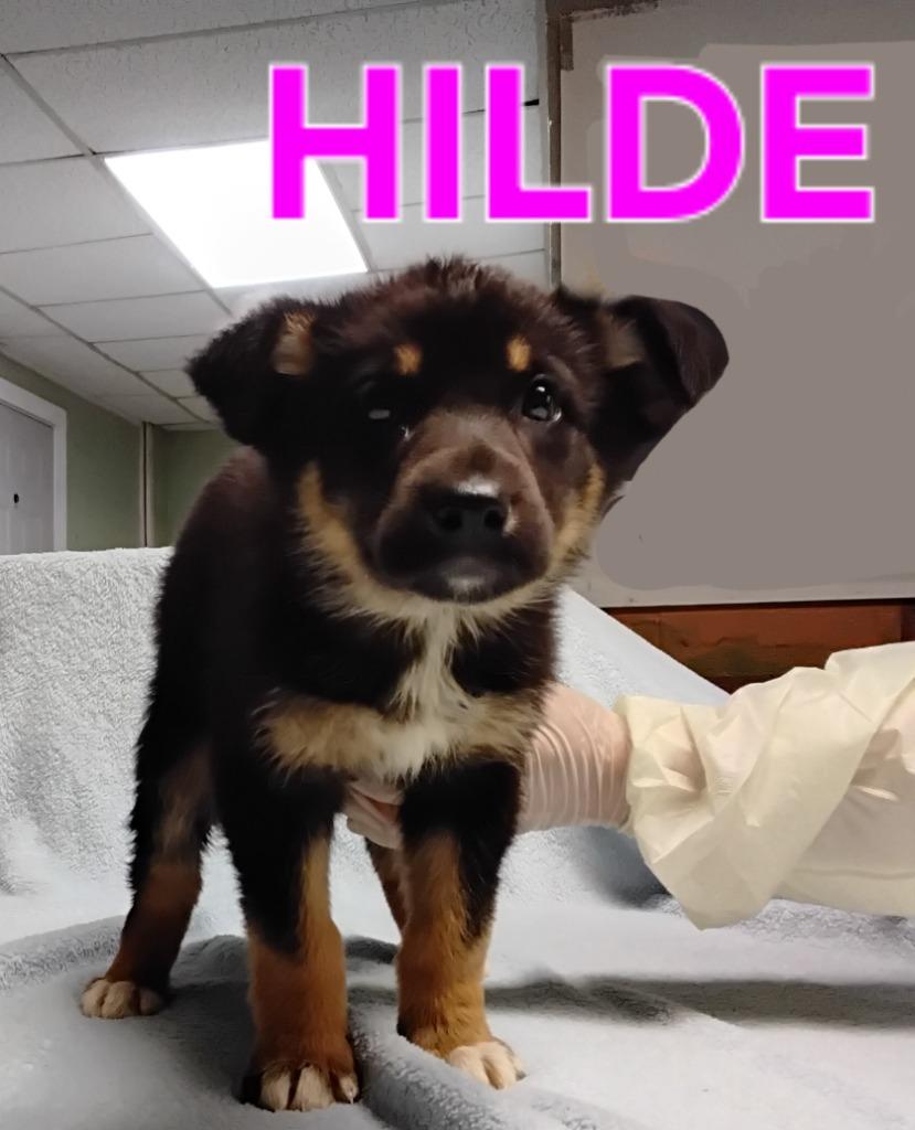 Hilde, Adopted, Puppy Female German Shepherd Dog.