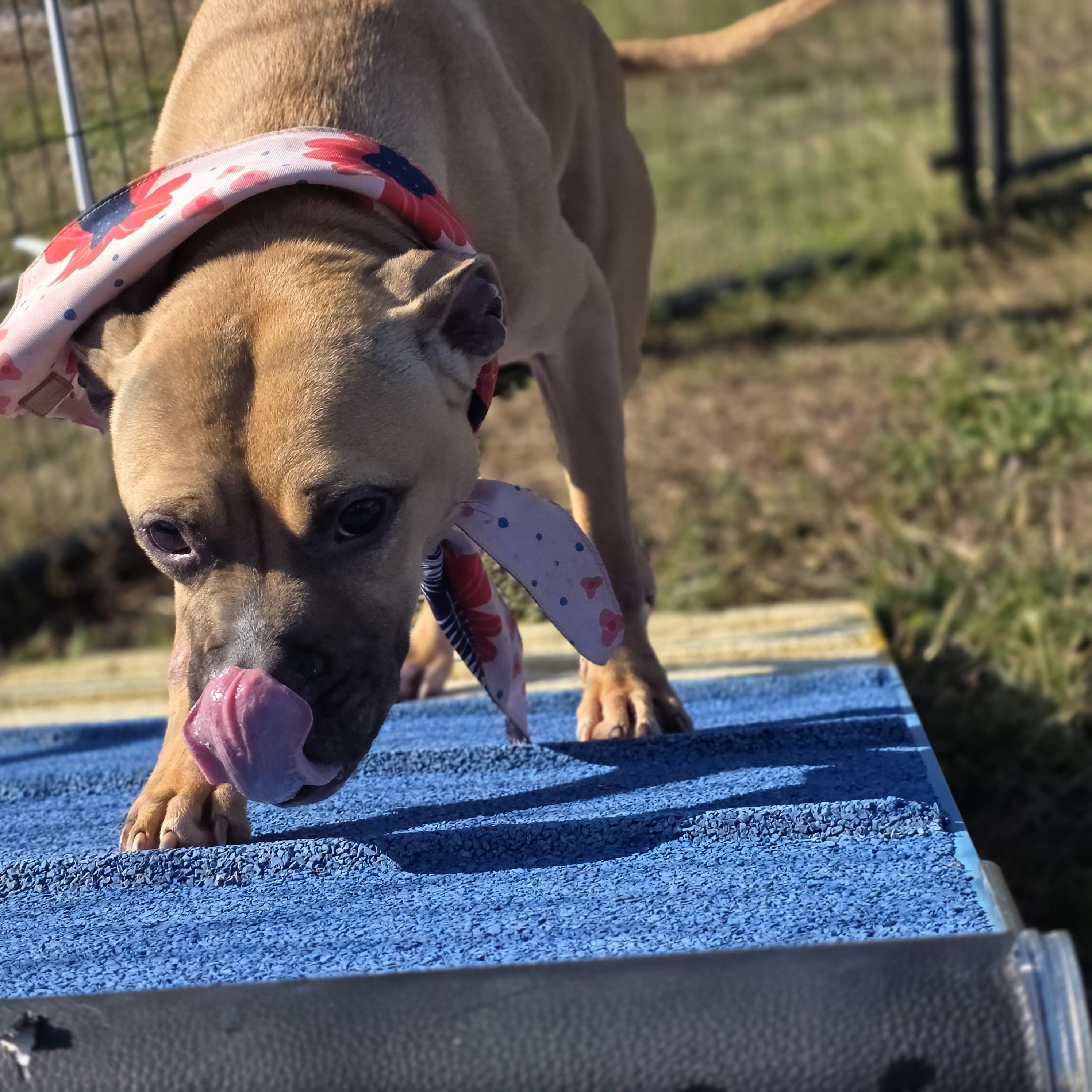 Dandelion, Adoptable, Young Female American Staffordshire Terrier.
