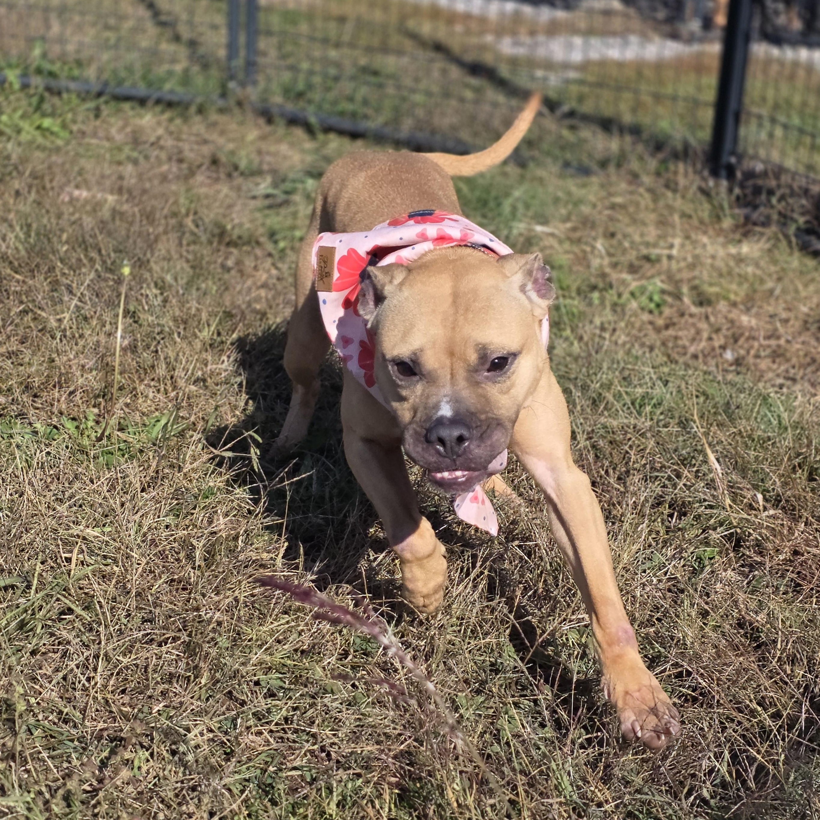 Enlarge Dandelion, a Adoptable American Staffordshire Terrier in PHILADELPHIA, TN image 2/2