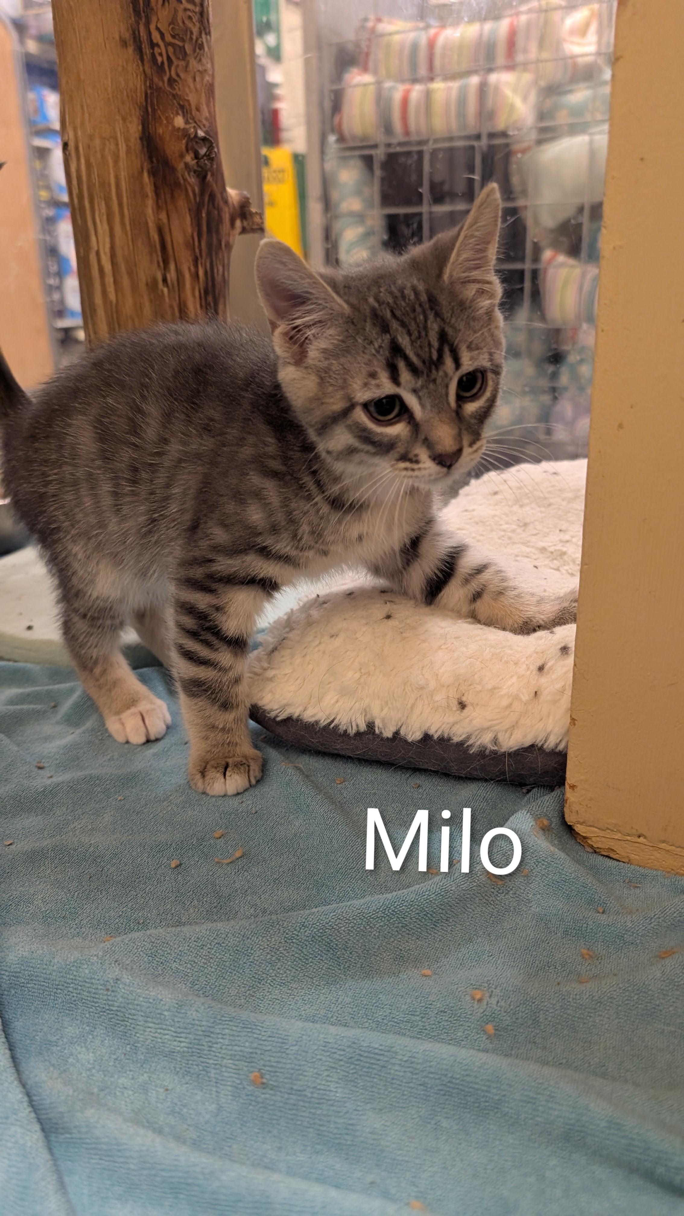 Enlarge Milo, a ADOPTABLE Domestic Short Hair in Missoula, MT image 1/1