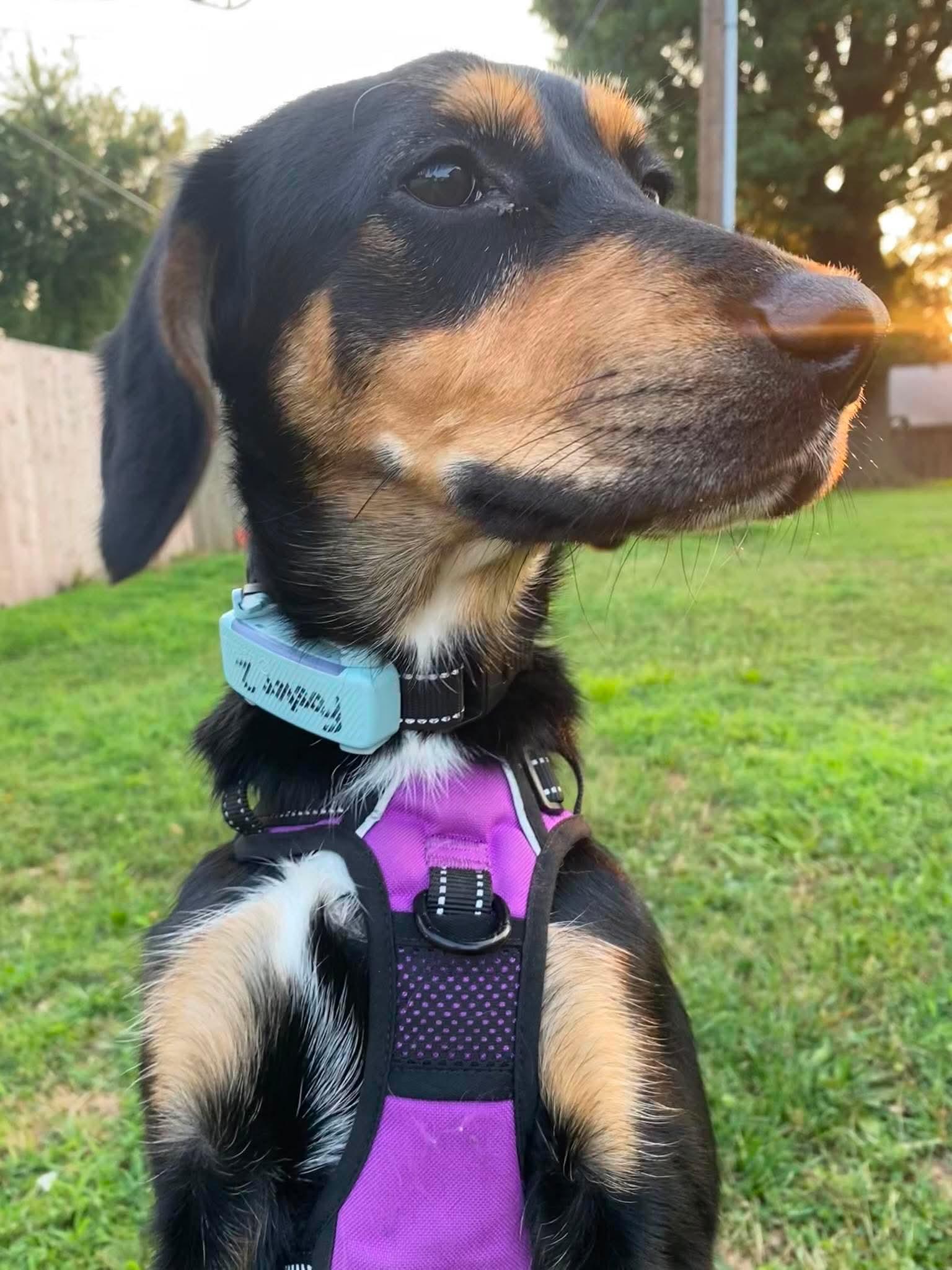 Juniper, adoptable, Puppy Female Coonhound & Miniature Pinscher.