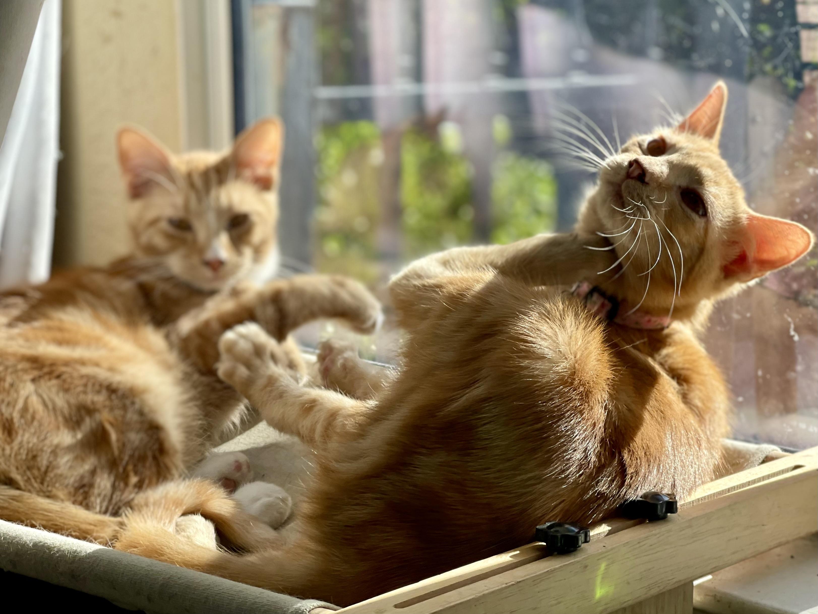 Crimson & Clover BONDED PAIR, ADOPTABLE, Young Male Tabby & Domestic Short Hair.