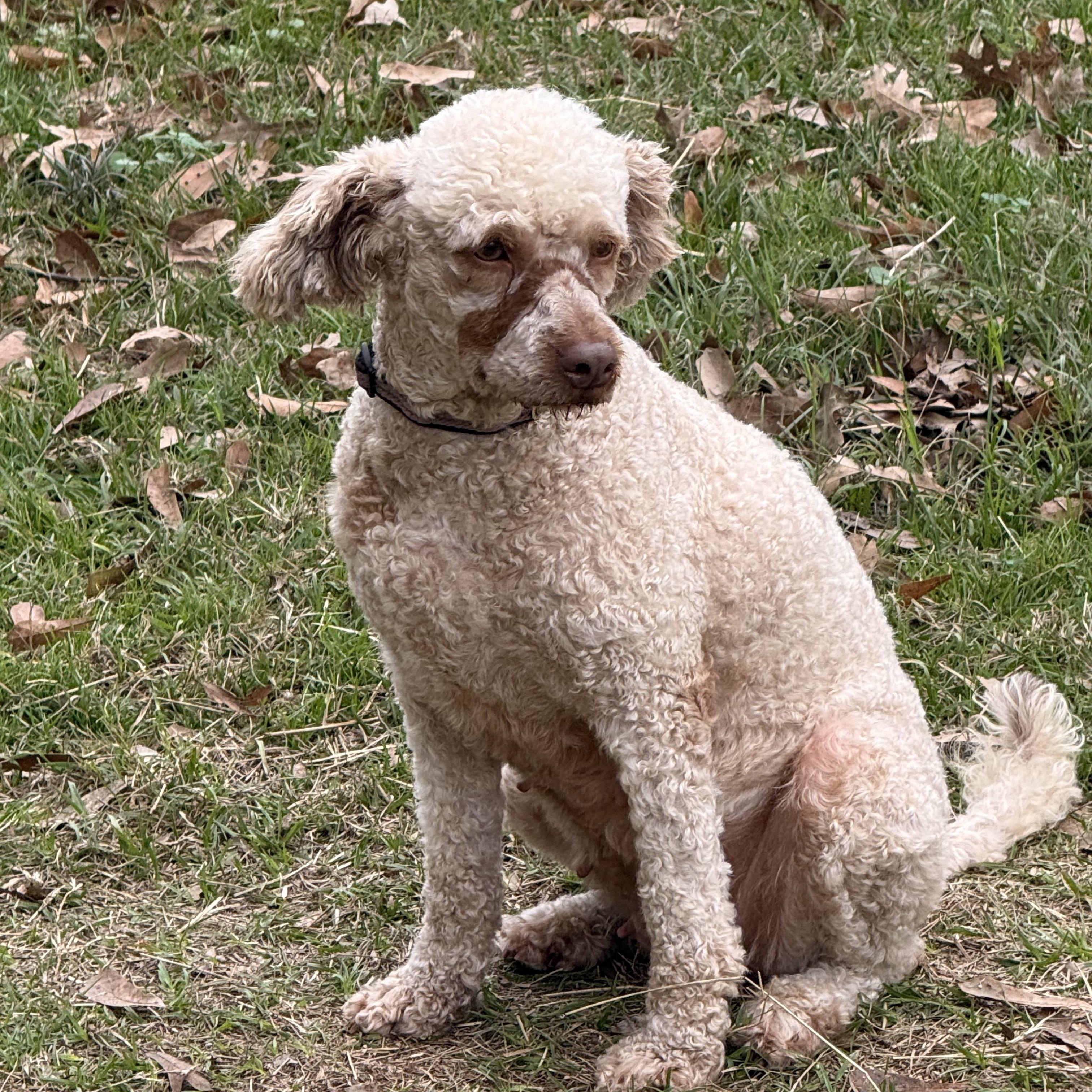 Kenya, a ADOPTABLE Miniature Poodle in Texarkana, TX image 4/6