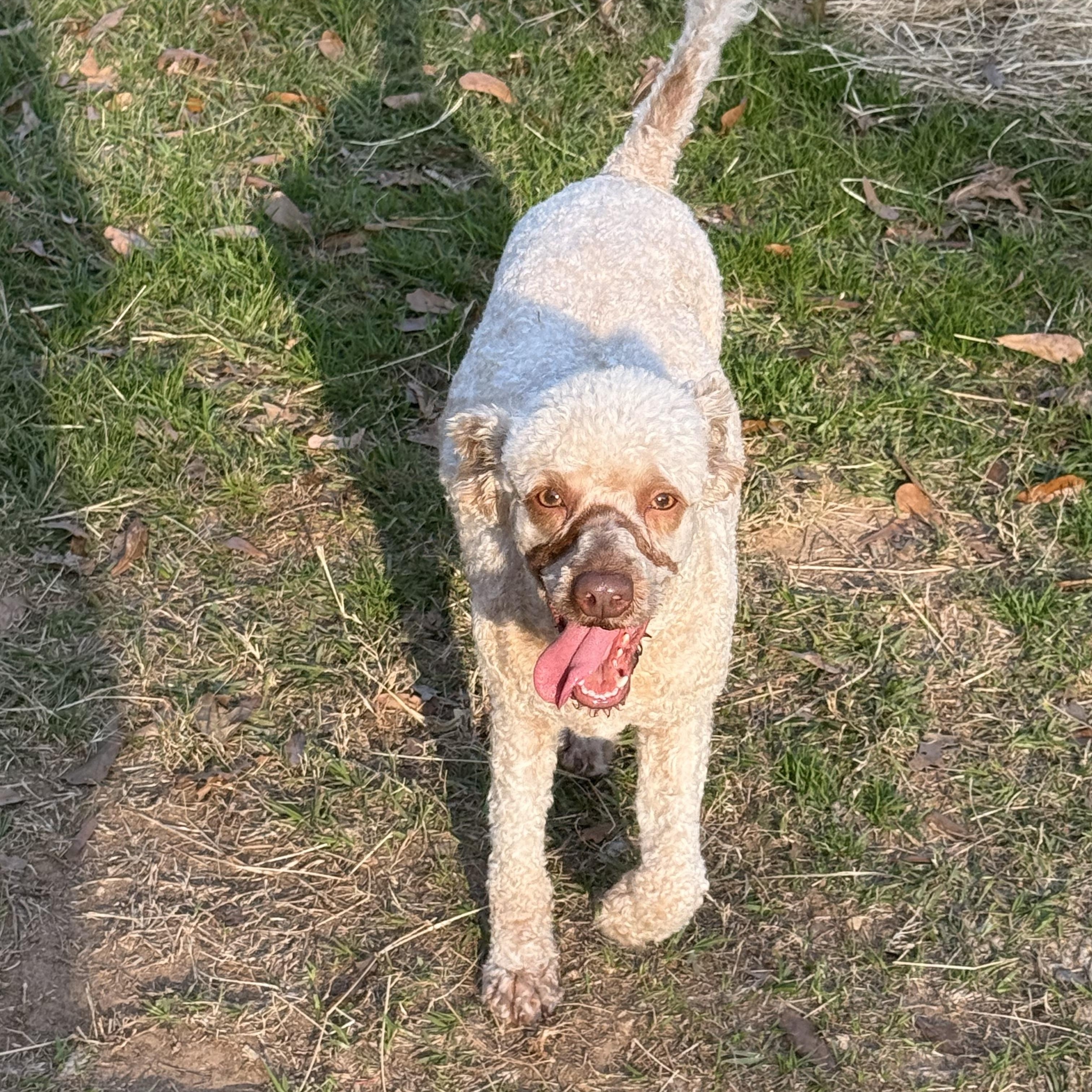 Kenya, a ADOPTABLE Miniature Poodle in Texarkana, TX image 2/6