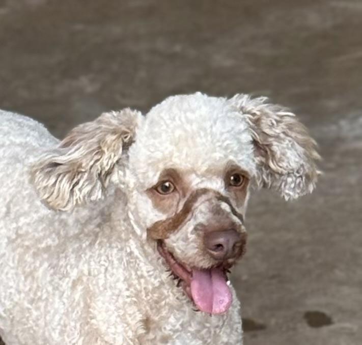 Kenya, ADOPTABLE, Adult Female Miniature Poodle.
