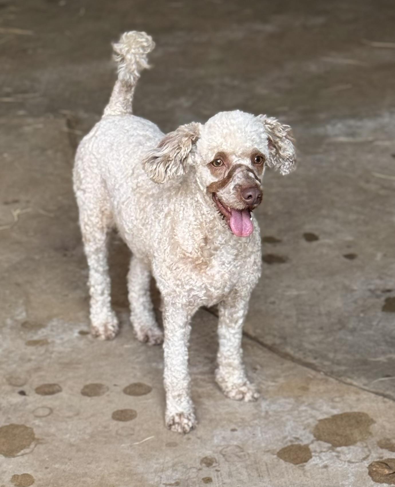 Kenya, a ADOPTABLE Miniature Poodle in Texarkana, TX image 6/6
