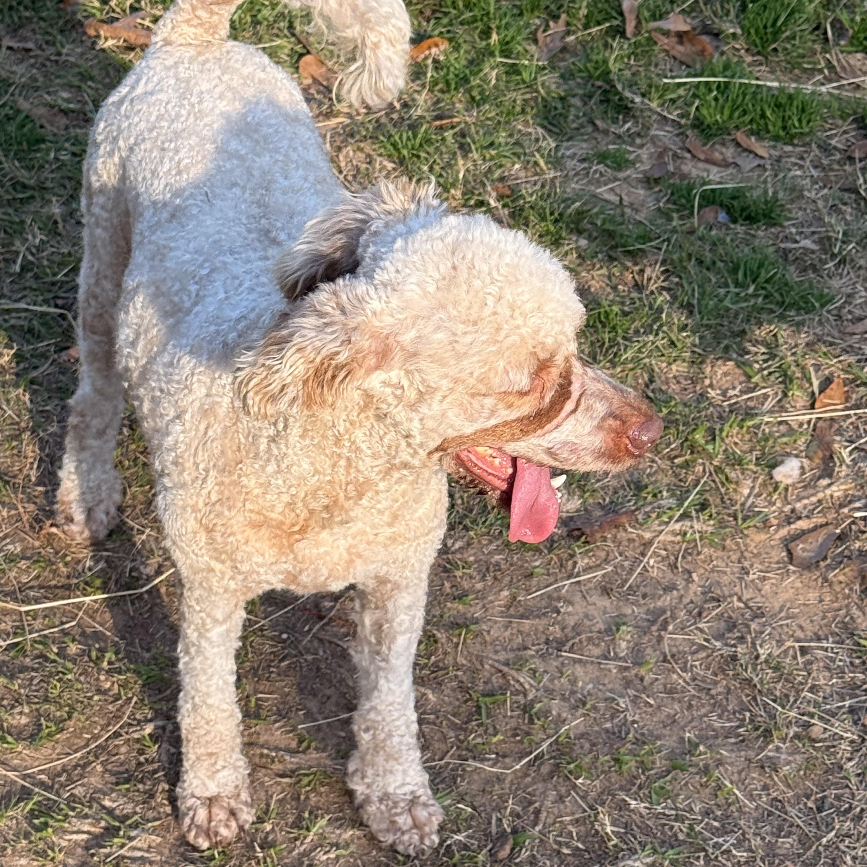 Kenya, a ADOPTABLE Miniature Poodle in Texarkana, TX image 3/6