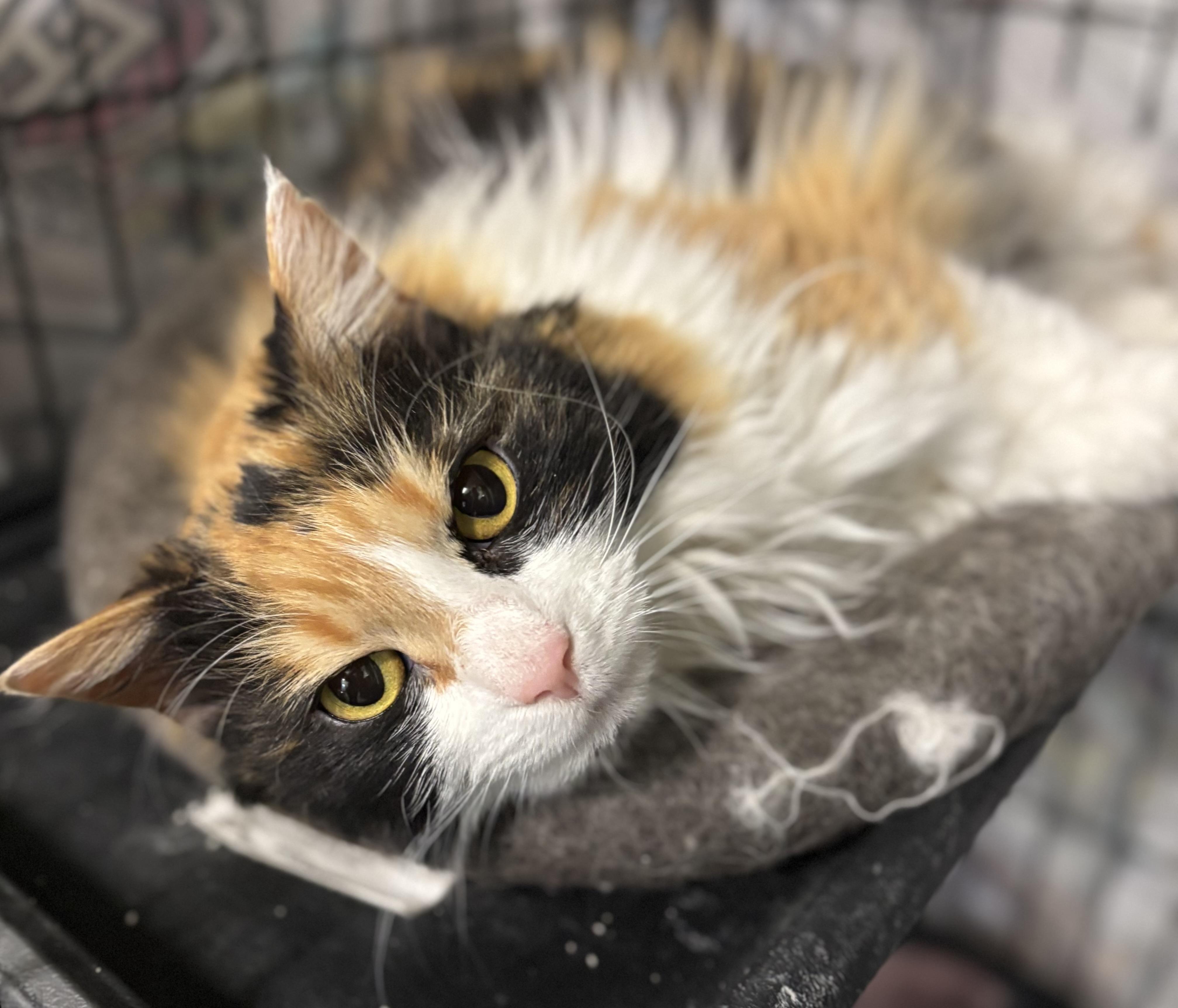 Magdalena , adopted, Adult Female Domestic Long Hair.