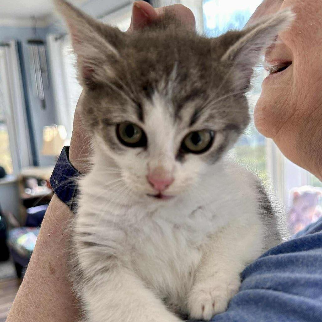 Clark May, Adoptable, Kitten Male Domestic Short Hair.