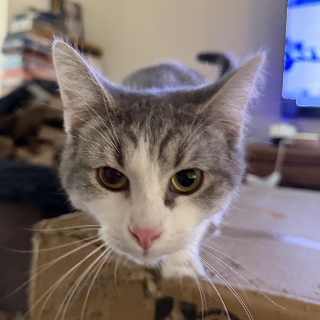 Enlarge Clark May, a Adoptable Domestic Short Hair in Woodstock, VA image 2/3